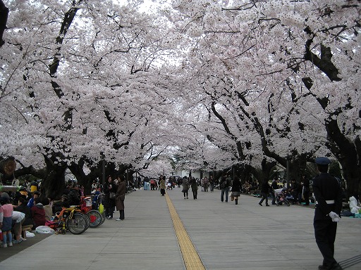 某大学の桜