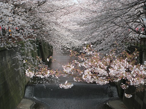 目黒川の桜 (2008/03/27)