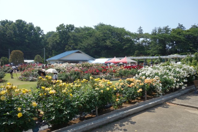 生田緑地バラ苑